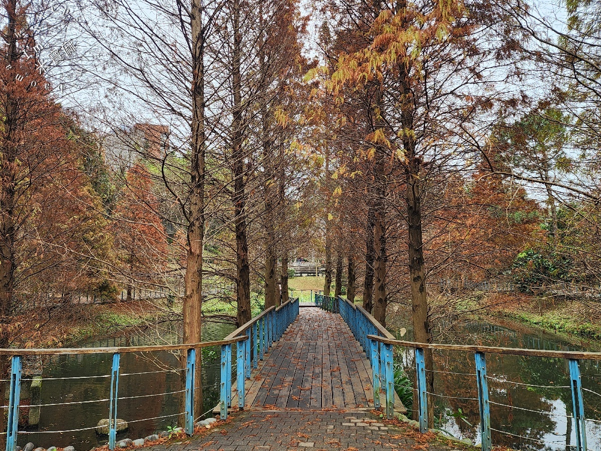 長庚養生文化村落羽松公園|桃園龜山免費秘境,湖畔木棧道、夢幻倒影秒入童話仙境 長庚養生文化村落羽松公園|桃園龜山免費秘境,湖畔木棧道、夢幻倒影秒入童話仙境