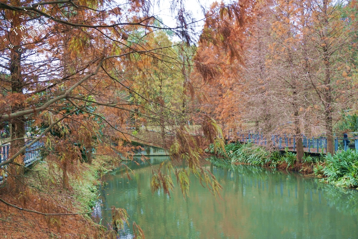 長庚養生文化村落羽松公園｜桃園龜山免費秘境，湖畔木棧道、夢幻倒影秒入童話仙境