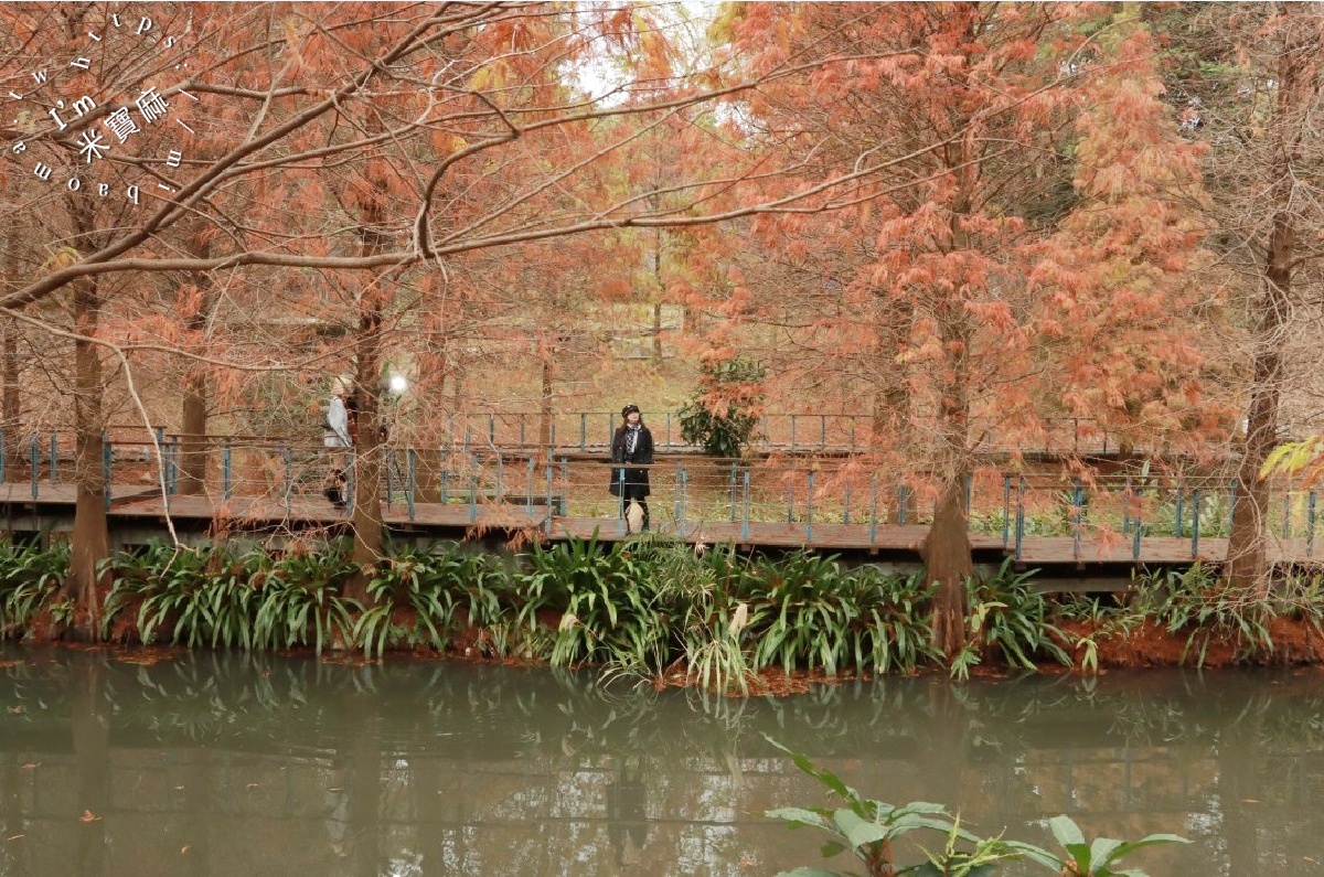 長庚養生文化村落羽松公園|桃園龜山免費秘境,湖畔木棧道、夢幻倒影秒入童話仙境 長庚養生文化村落羽松公園|桃園龜山免費秘境,湖畔木棧道、夢幻倒影秒入童話仙境