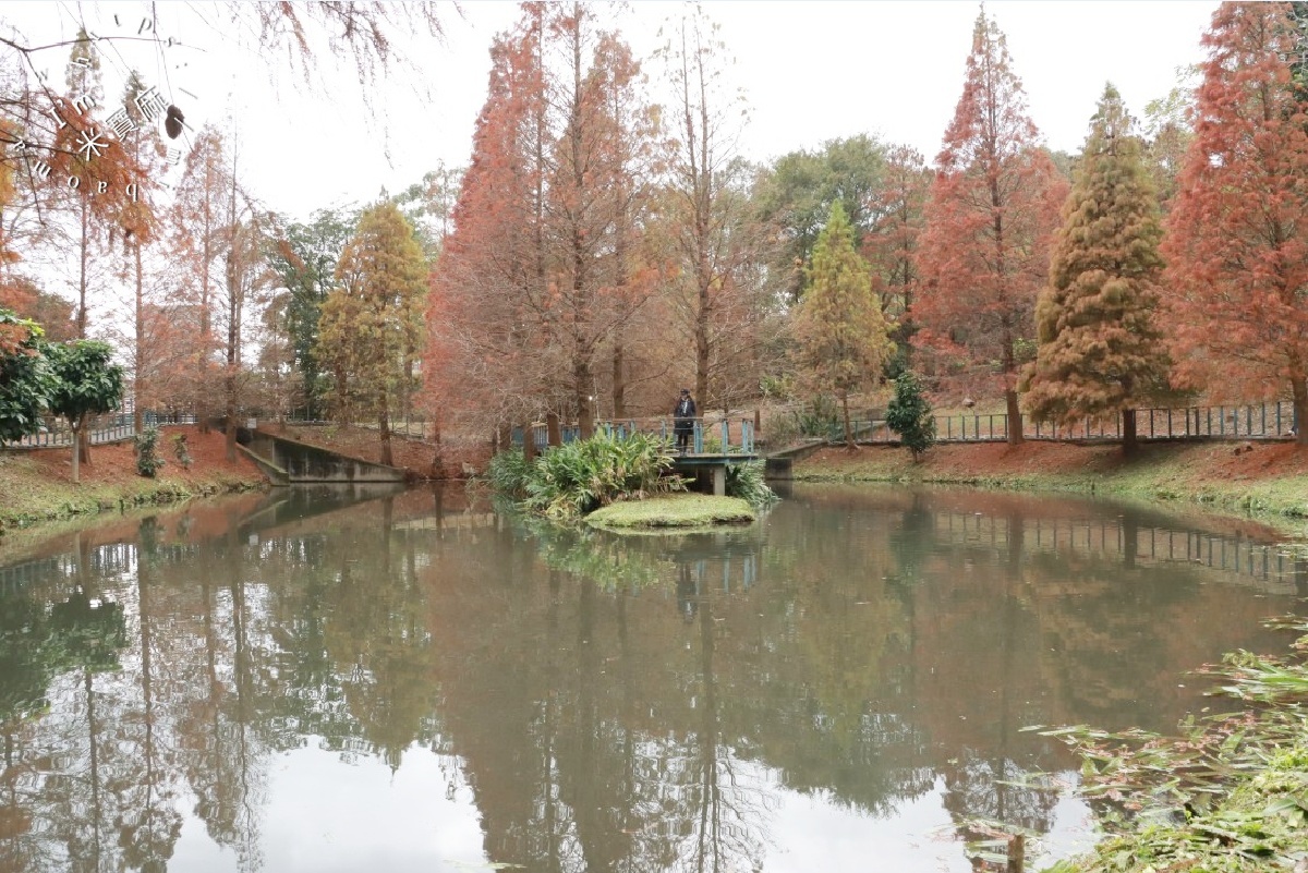 長庚養生文化村落羽松公園|桃園龜山免費秘境,湖畔木棧道、夢幻倒影秒入童話仙境 長庚養生文化村落羽松公園|桃園龜山免費秘境,湖畔木棧道、夢幻倒影秒入童話仙境