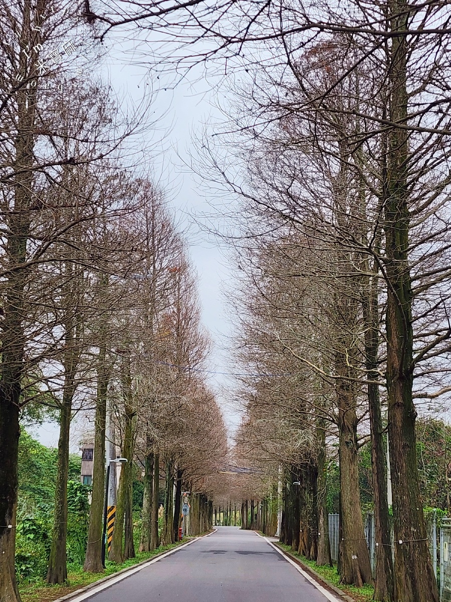 桃園落羽松大道｜1公里300棵絕美秘境，美到直接改路名！