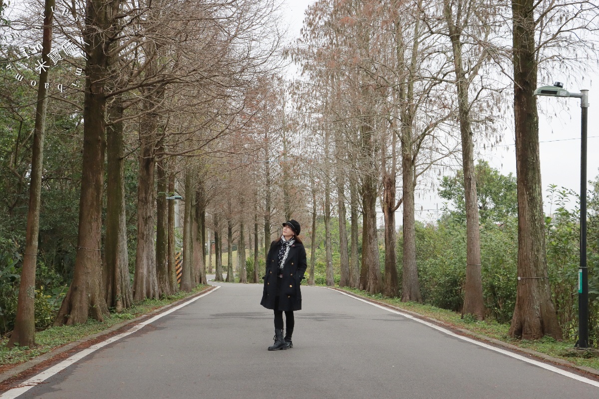 網站近期文章：桃園落羽松大道｜1公里300棵絕美秘境，美到直接改路名！