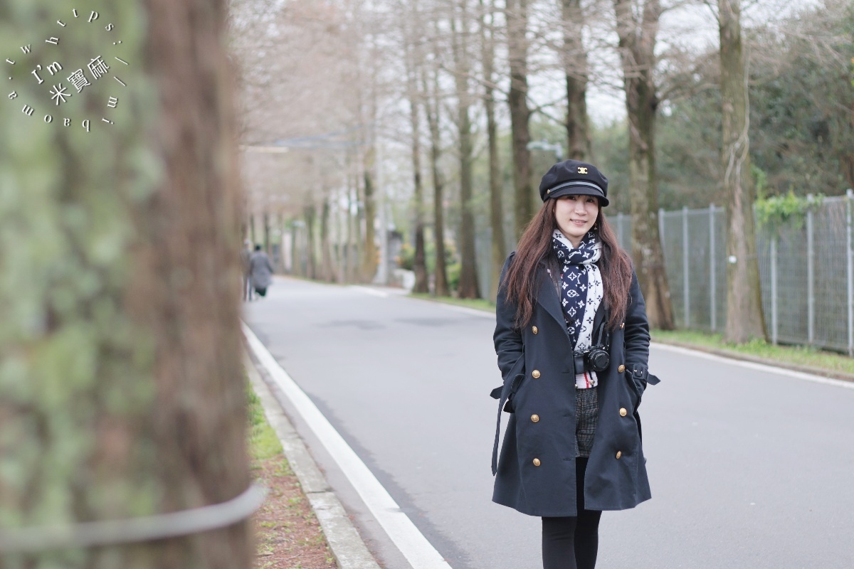 桃園落羽松大道|1公里300棵絕美秘境,美到直接改路名! 桃園落羽松大道|1公里300棵絕美秘境,美到直接改路名!