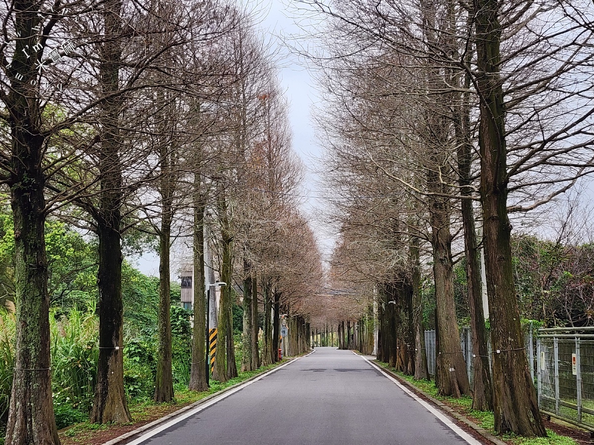 桃園落羽松大道|1公里300棵絕美秘境,美到直接改路名! 桃園落羽松大道|1公里300棵絕美秘境,美到直接改路名!