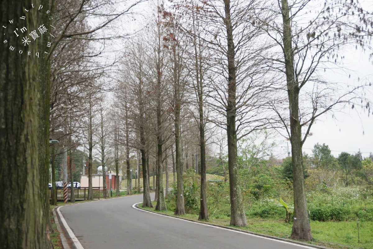 桃園落羽松大道｜1公里300棵絕美秘境，美到直接改路名！