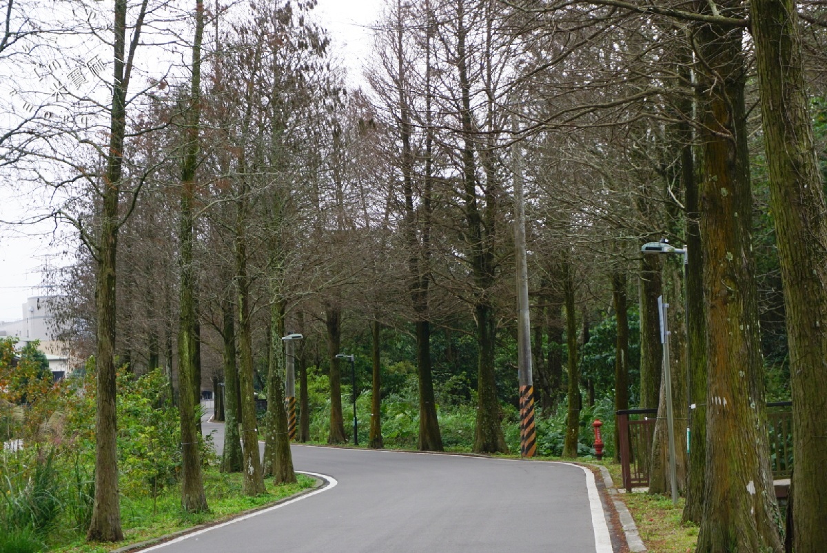 桃園落羽松大道｜1公里300棵絕美秘境，美到直接改路名！