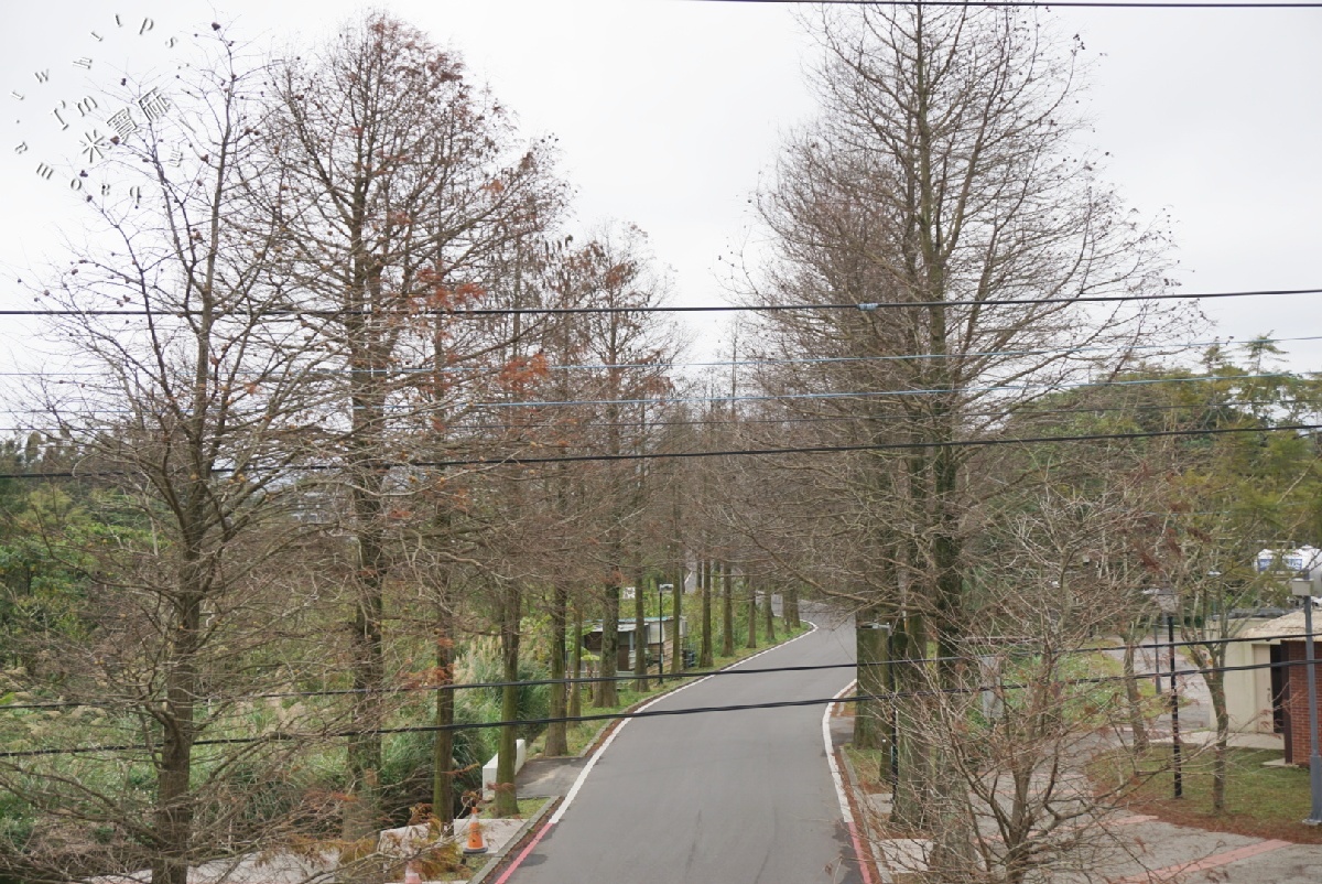 桃園落羽松大道|1公里300棵絕美秘境,美到直接改路名! 桃園落羽松大道|1公里300棵絕美秘境,美到直接改路名!