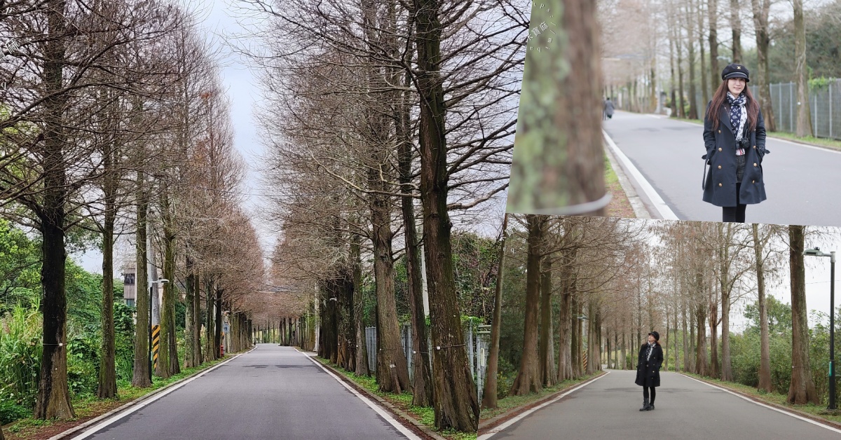 桃園落羽松大道|1公里300棵絕美秘境,美到直接改路名! 桃園落羽松大道|1公里300棵絕美秘境,美到直接改路名!