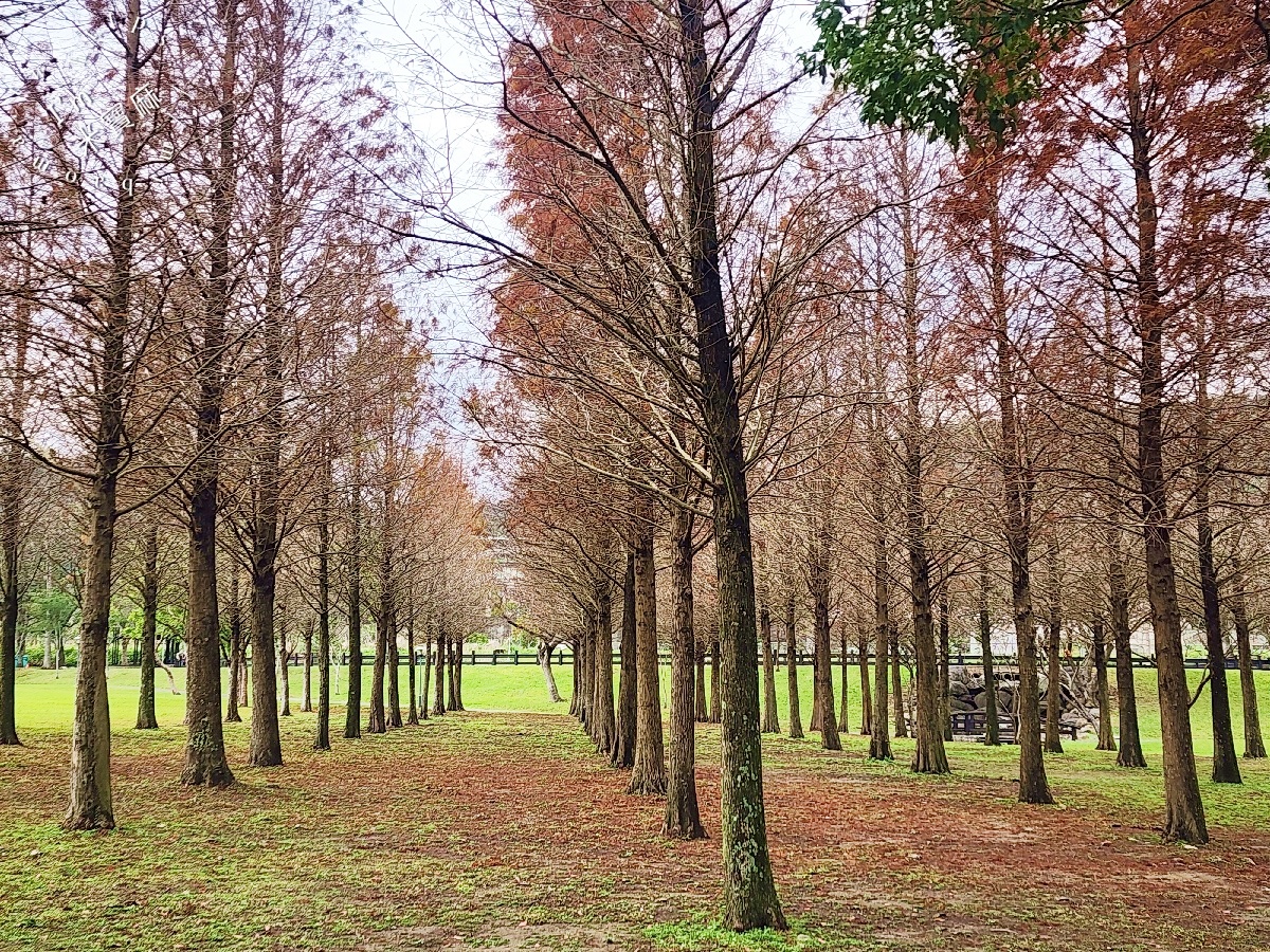 大溪河濱公園｜桃園親子野餐秘境，輕鬆拍出電影級夢幻美照！