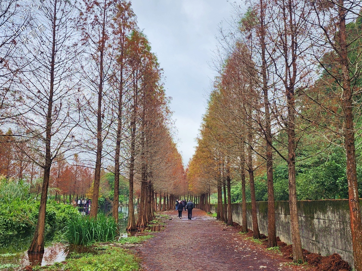 月眉人工濕地落羽松大道｜水岸秘境、親子友善步道，怎麼拍都是絕美明信片！