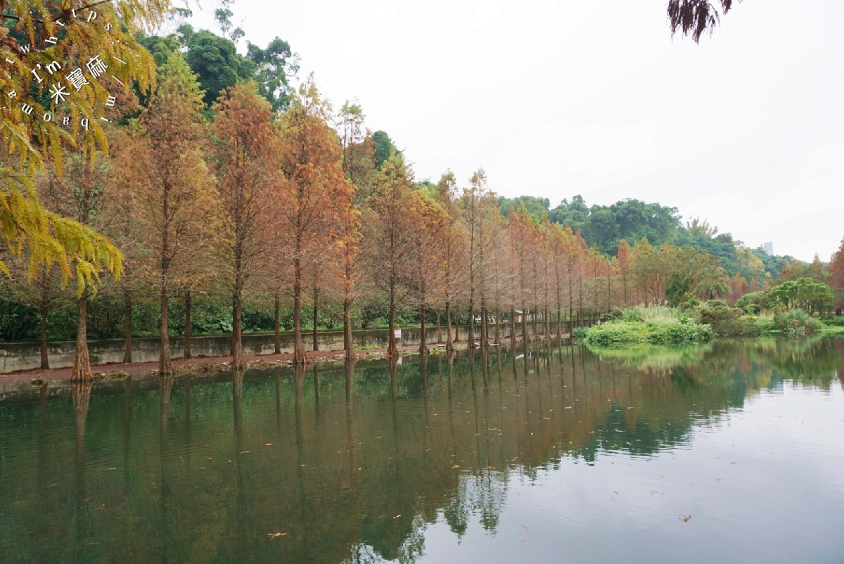 月眉人工濕地落羽松大道｜水岸秘境、親子友善步道，怎麼拍都是絕美明信片！