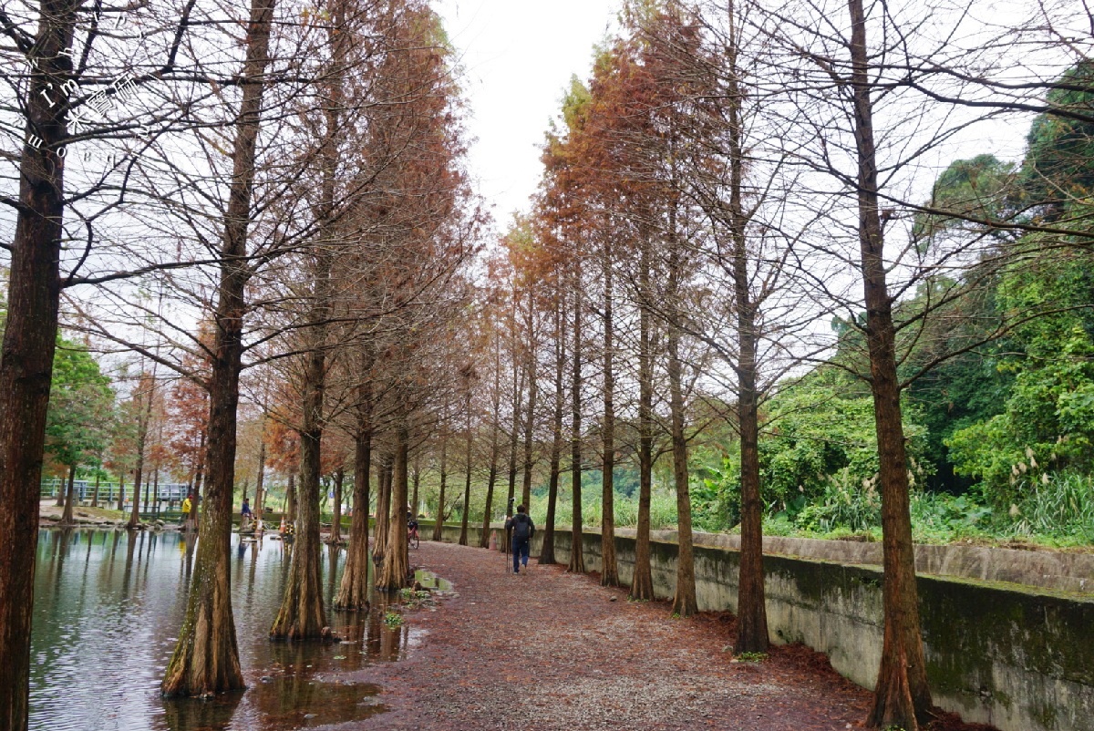 月眉人工濕地落羽松大道｜水岸秘境、親子友善步道，怎麼拍都是絕美明信片！
