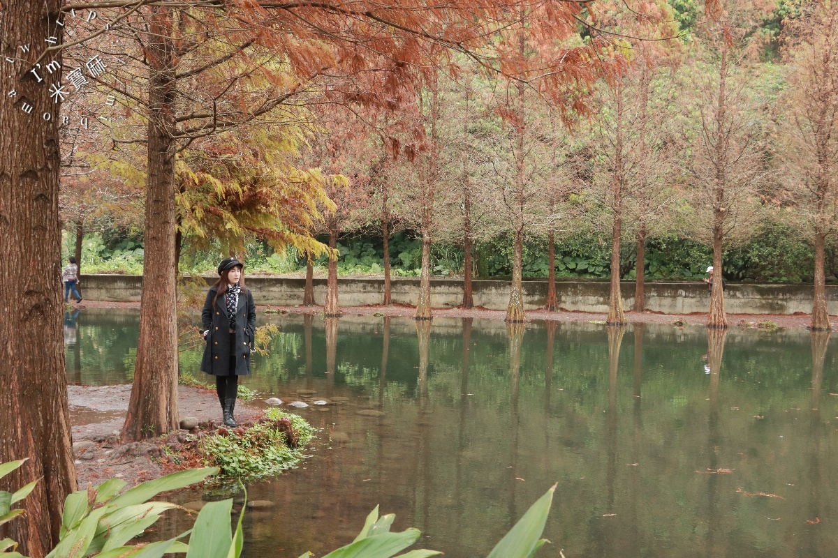 網站近期文章：月眉人工濕地落羽松大道｜水岸秘境、親子友善步道，怎麼拍都是絕美明信片！