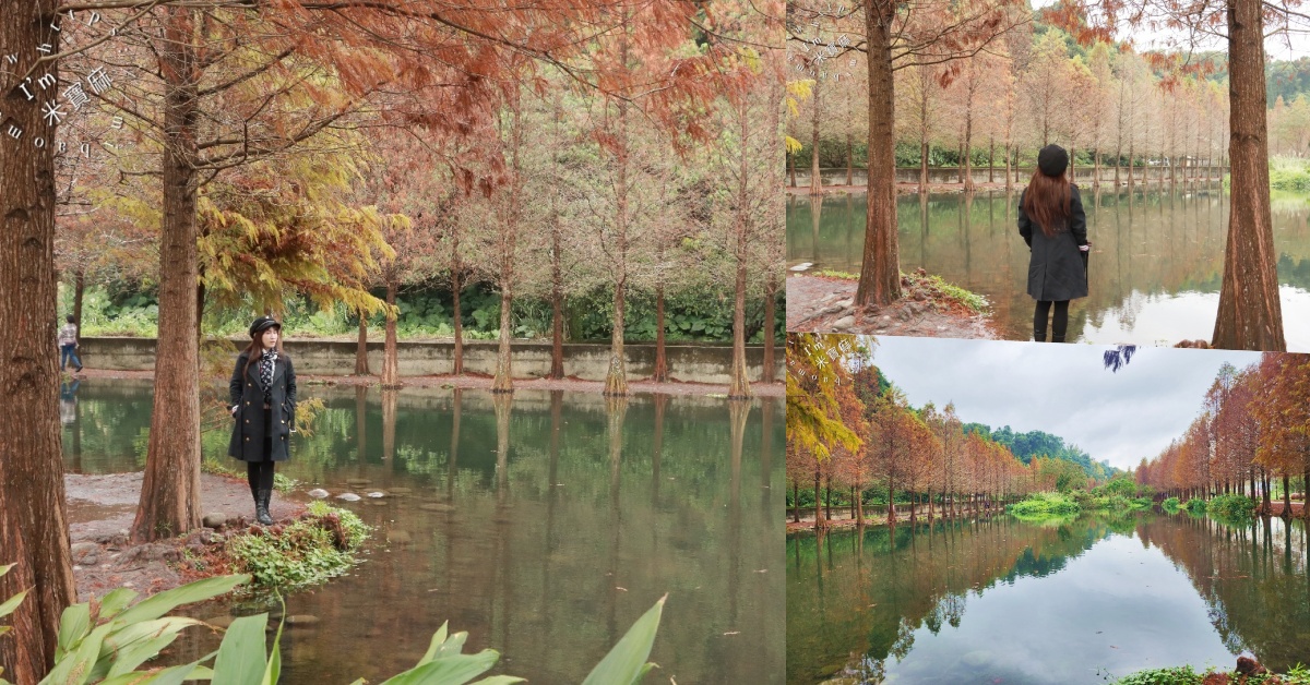 月眉人工濕地落羽松大道｜水岸秘境、親子友善步道，怎麼拍都是絕美明信片！